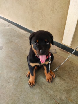 A young Rottweiler puppy with a glossy black and tan coat sits on a tiled floor next to a beige wall. The puppy has a pink tongue sticking out and wears a red harness attached to a silver chain leash.