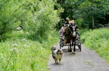 A gravel path winds through a lush, green forest, where a horse pulling a carriage is being driven by a person wearing a cap. A fluffy dog walks energetically ahead on the path. The surrounding area is dense with wild greenery and trees, creating a serene and natural setting.