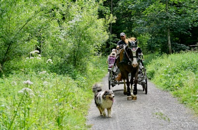 A gravel path winds through a lush, green forest, where a horse pulling a carriage is being driven by a person wearing a cap. A fluffy dog walks energetically ahead on the path. The surrounding area is dense with wild greenery and trees, creating a serene and natural setting.