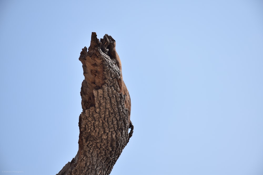 brown tree trunk under blue sky during daytime