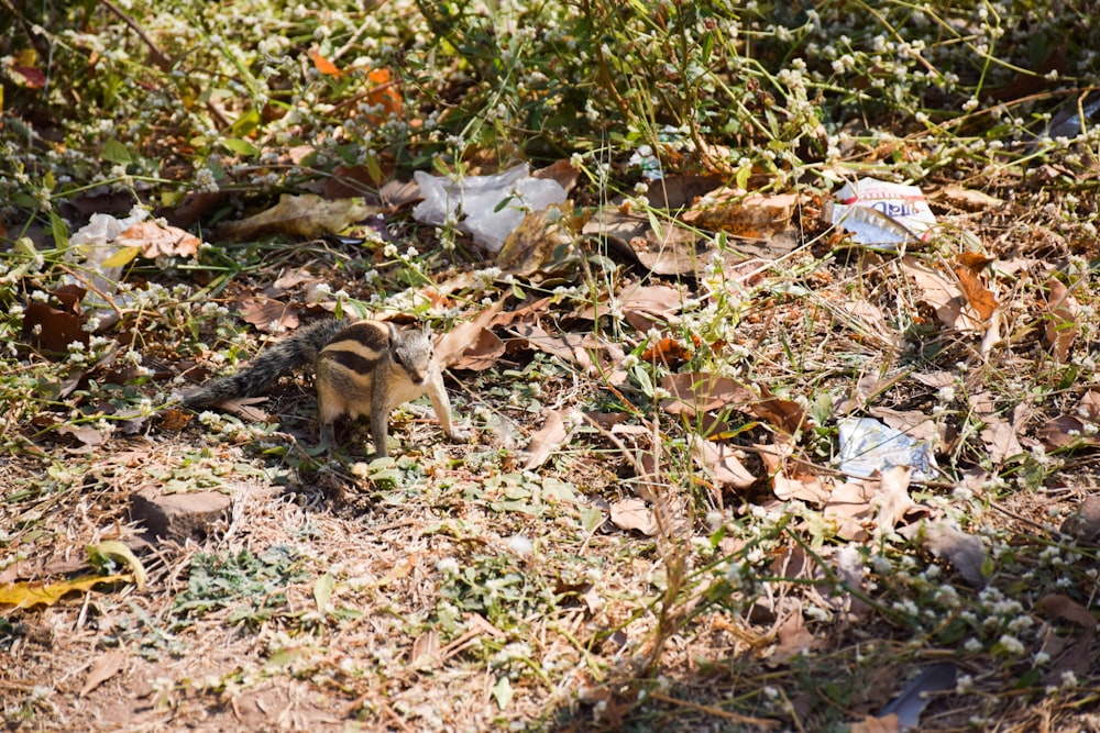 brown squirrel on brown dried leaves