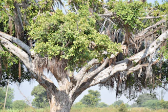 A large, mature tree with thick branches and abundant green leaves. The branches are sprawling, with some showing signs of wear and age. There is a mix of hanging roots or vines, and the surroundings include other greenery in the background.