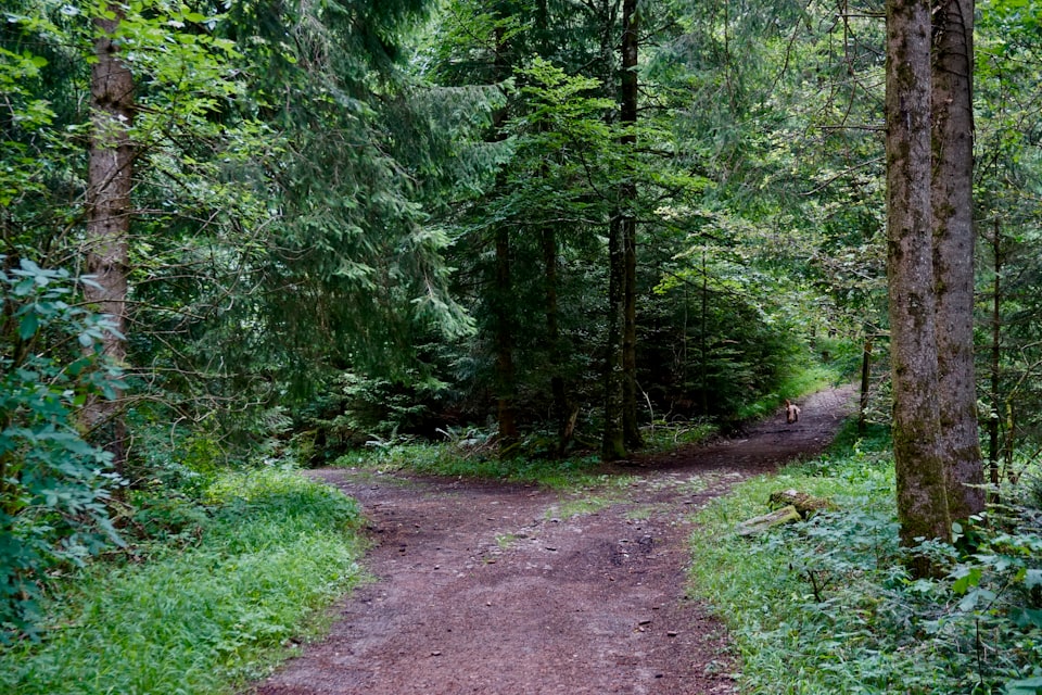 A fork in a forest path with a dog walking ahead on the path to the right.
