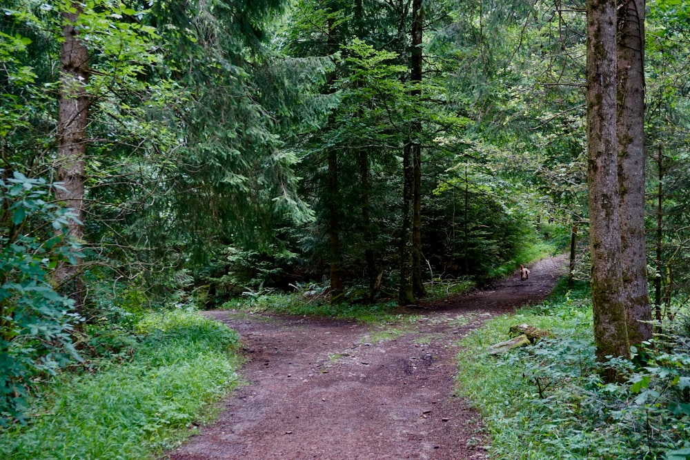 arbres verts sur un champ d’herbe verte pendant la journée