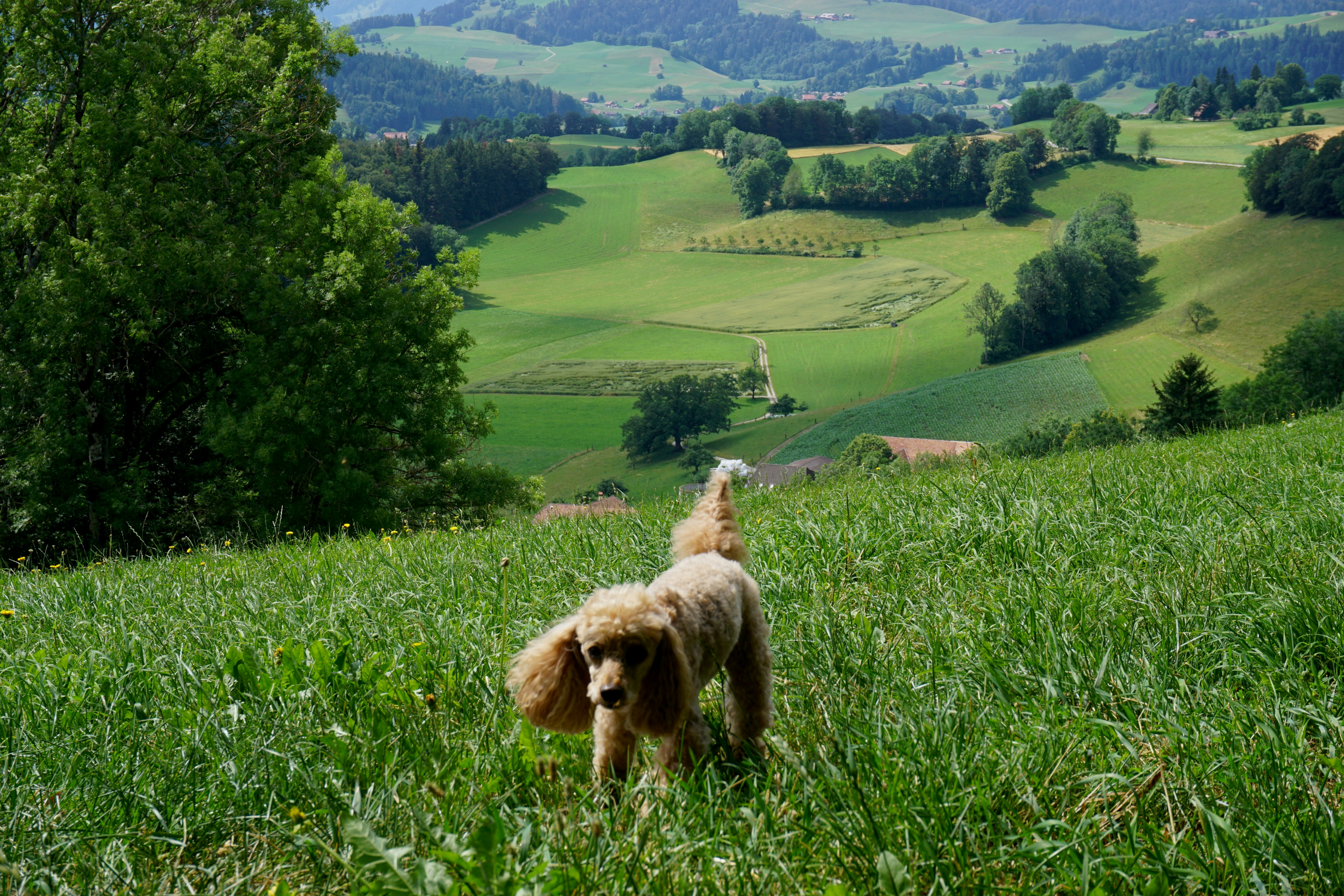 Green Valley Canine