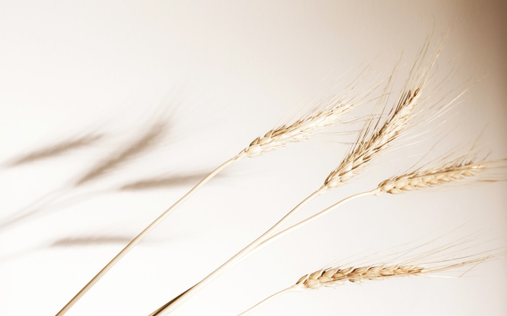 brown wheat in close up photography