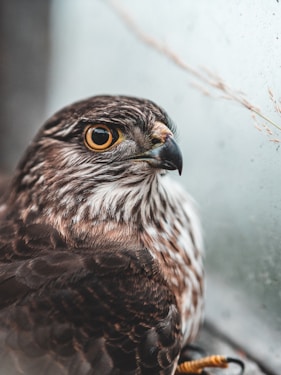 brown and white owl in close up photography