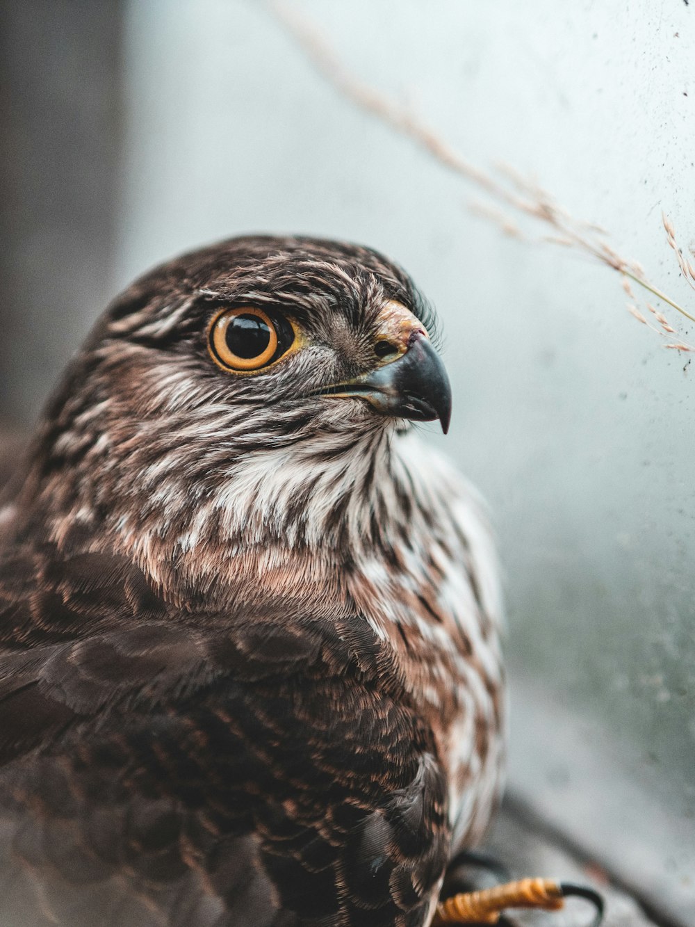 hibou brun et blanc en gros plan