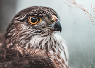 brown and white owl in close up photography