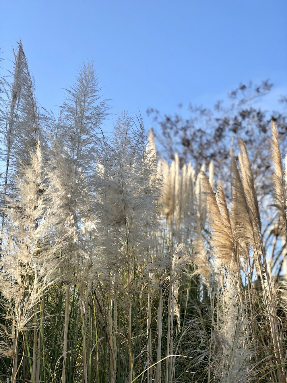 a bunch of tall white plants in a field