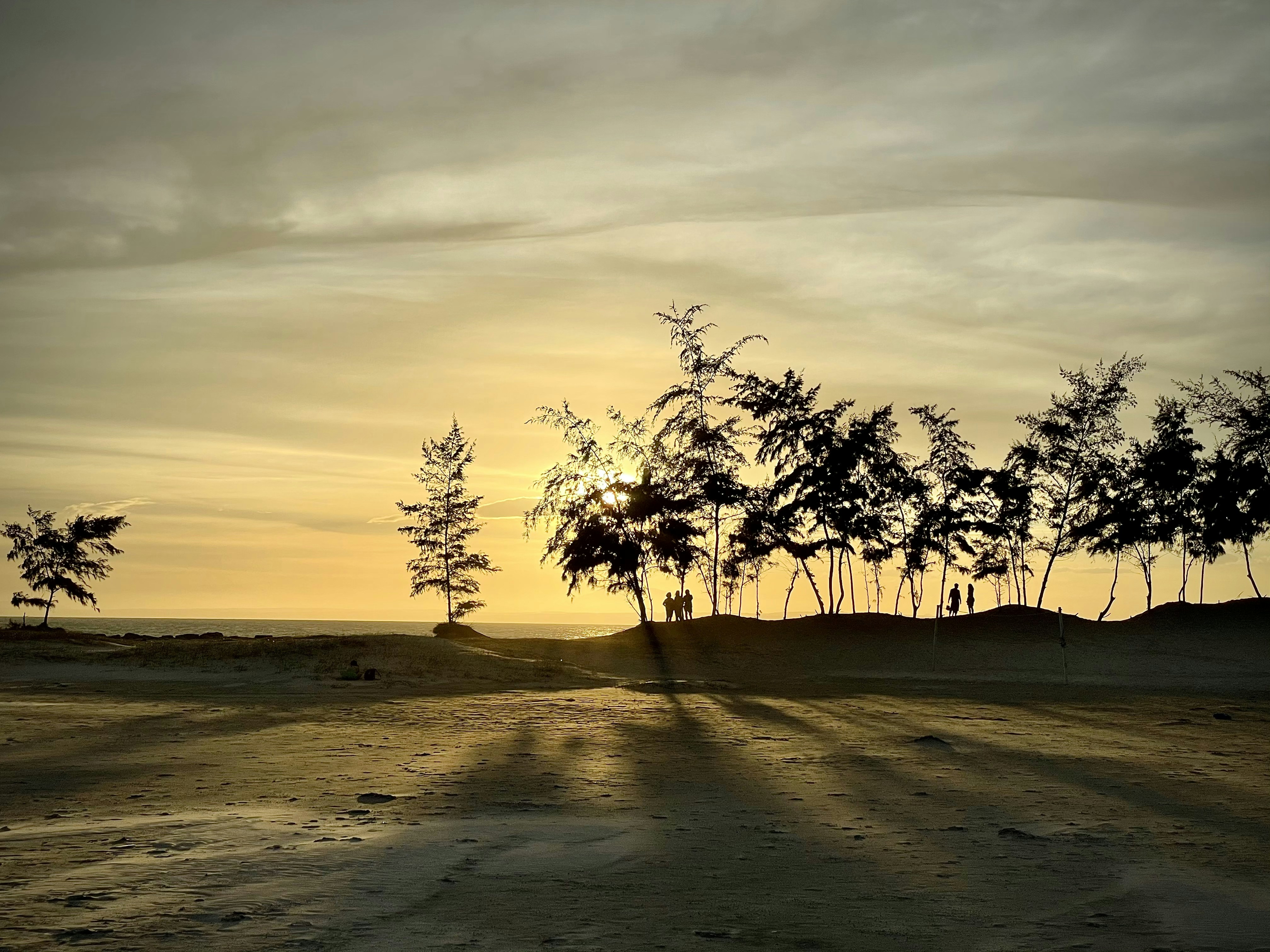 silhouette of palm trees on beach during sunset