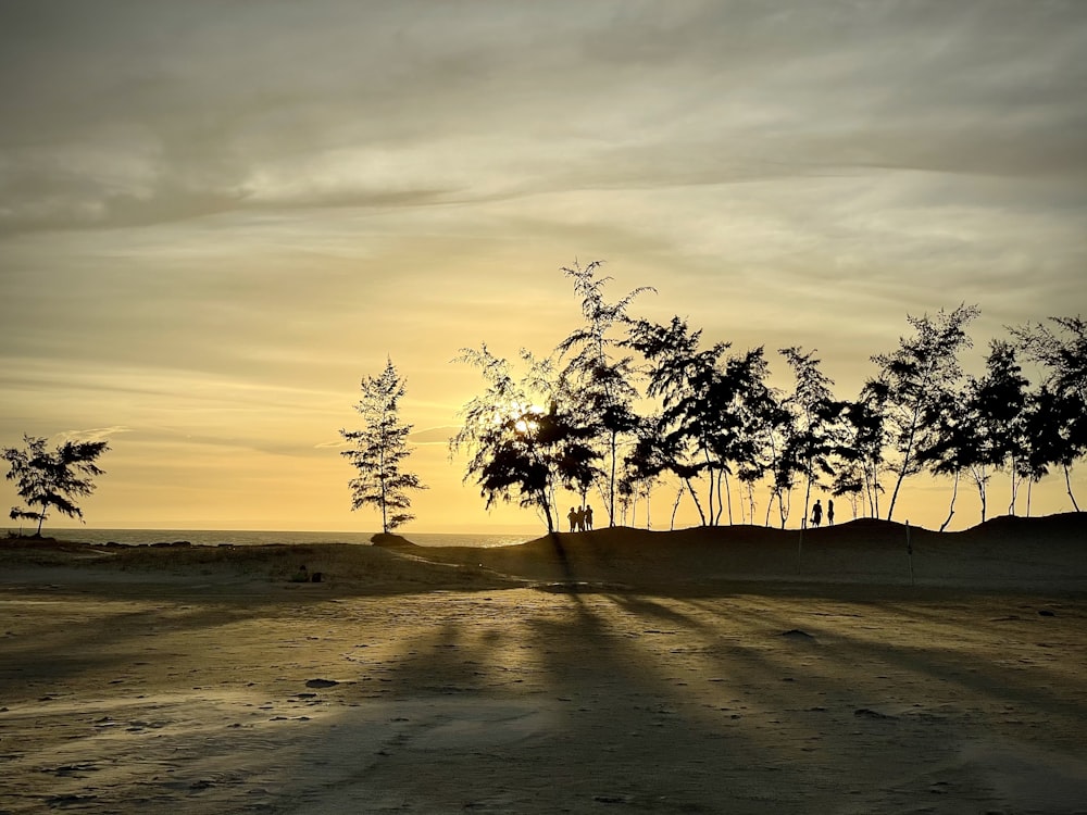 silhouette of palm trees on beach during sunset