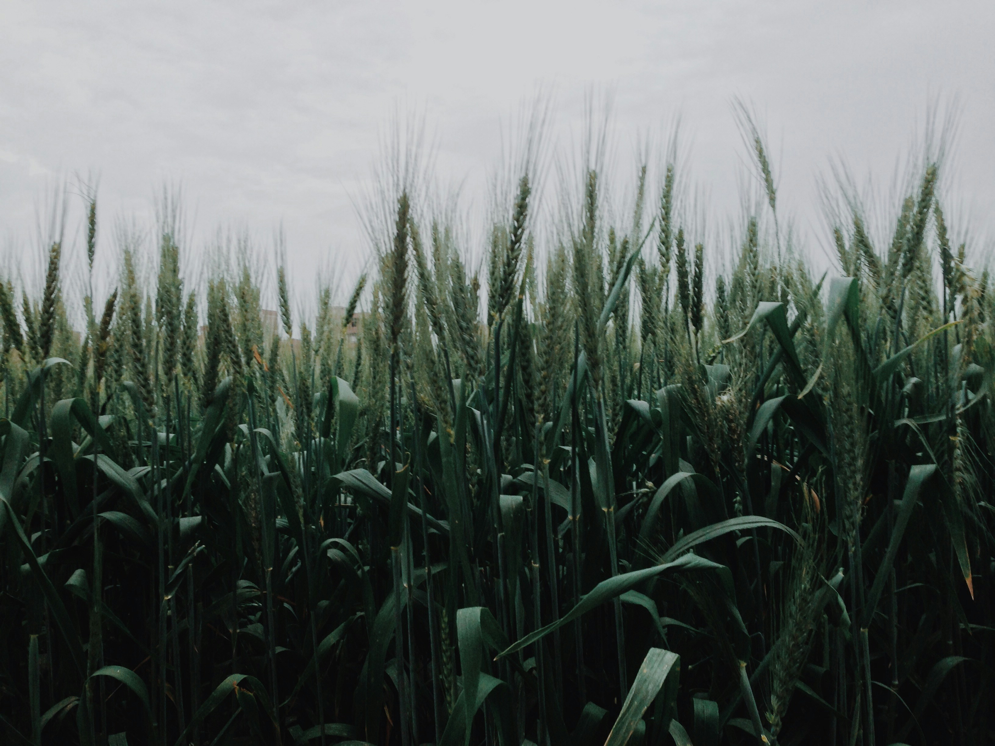 Photo by ahmed_gamal