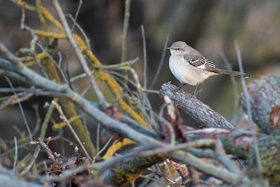 white and brown bird on tree branch