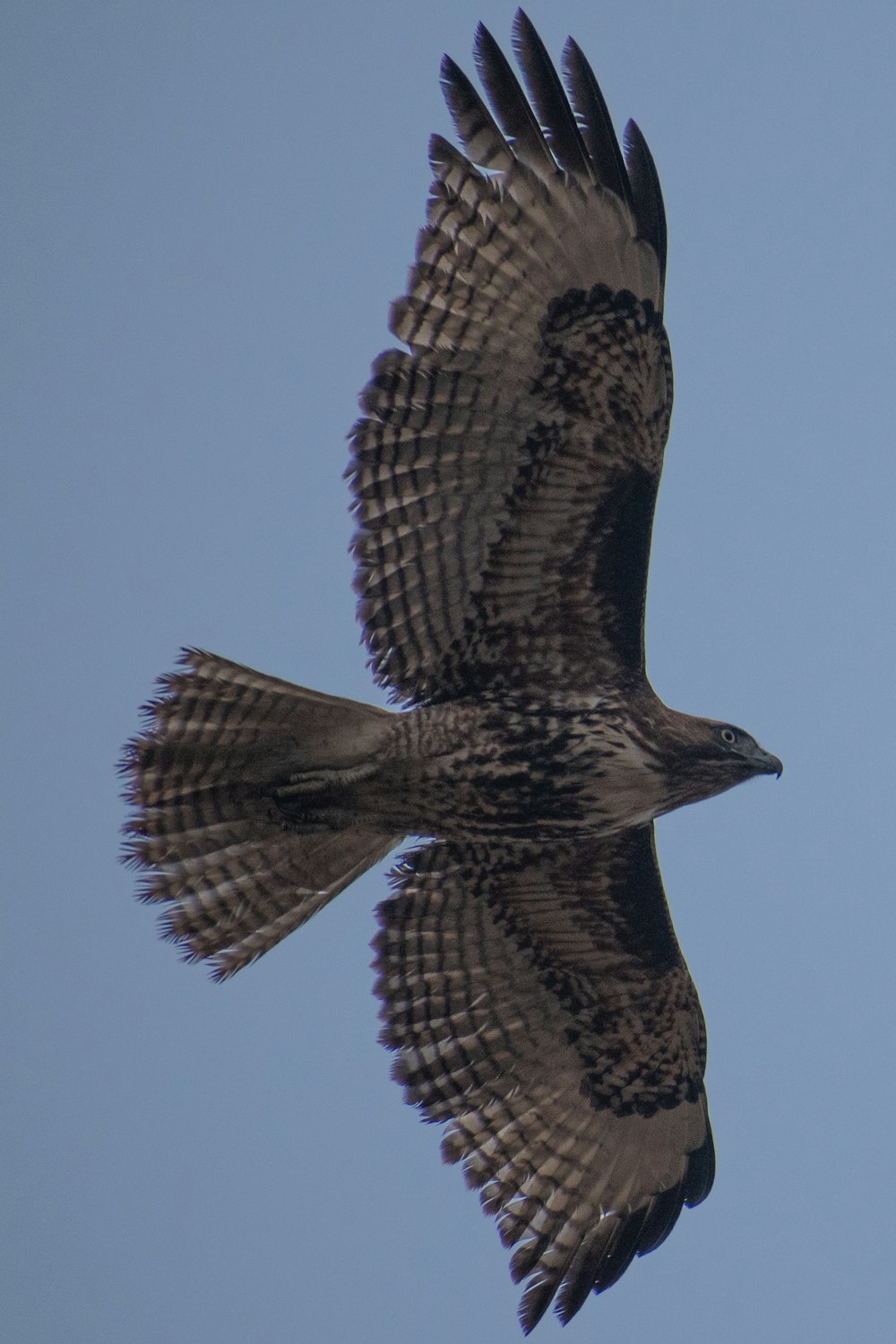 a large bird flying through a blue sky