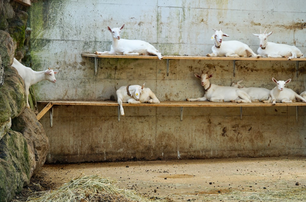 white goat on brown soil