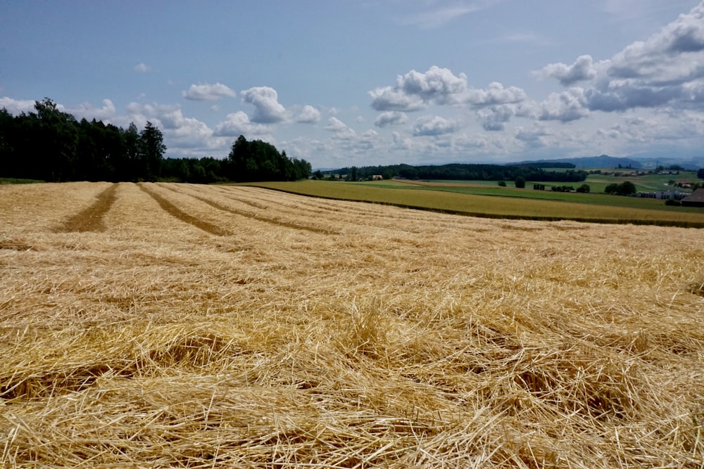 brown grass field under white clouds and blue sky during daytime