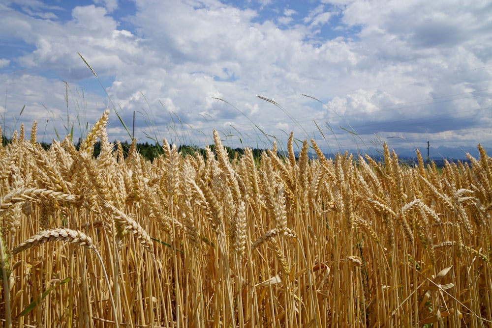 昼間の白い雲と青い空の下の茶色い小麦畑