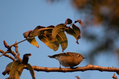 gray and white bird on brown tree branch