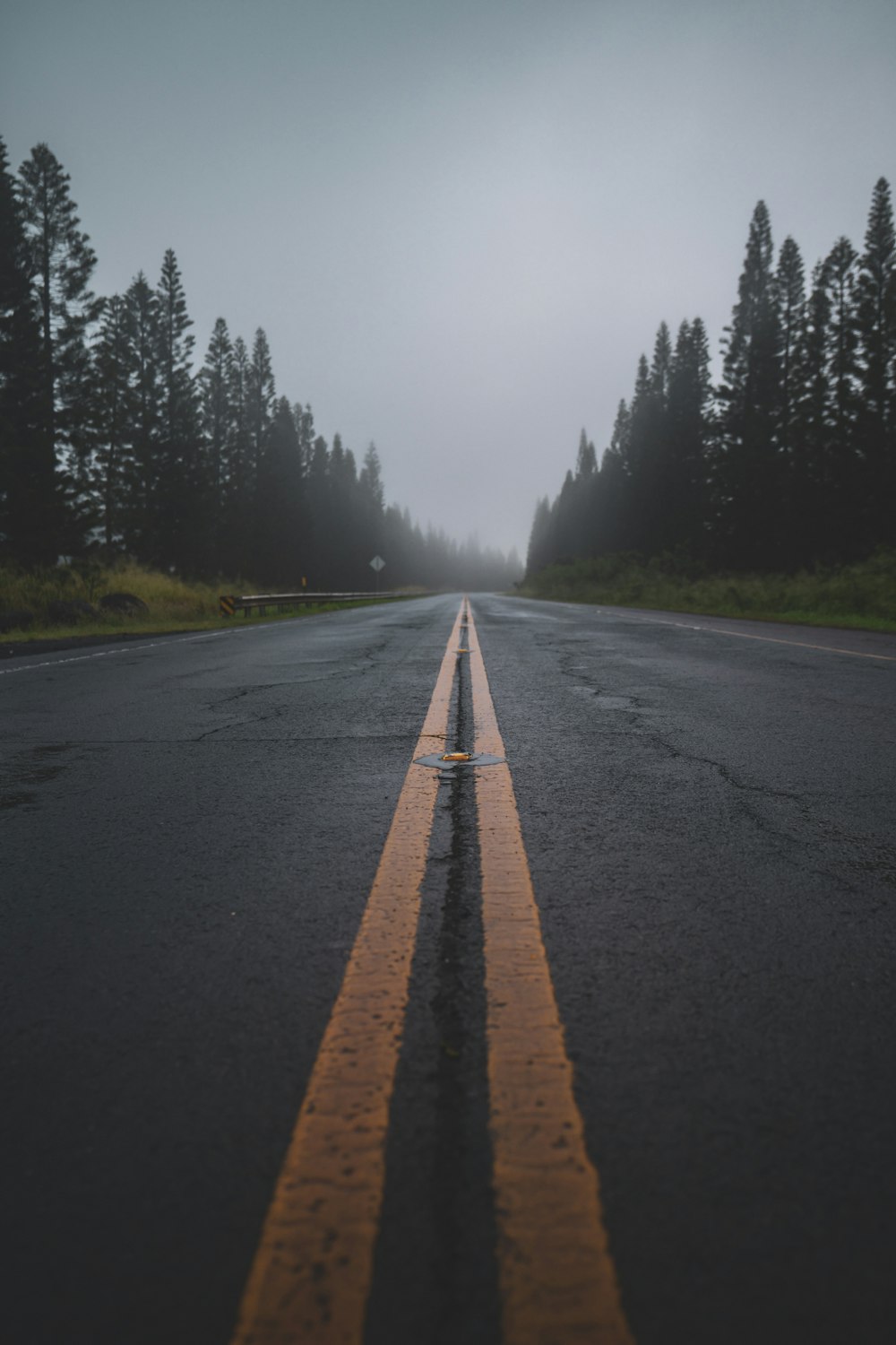 gray asphalt road between green trees during daytime