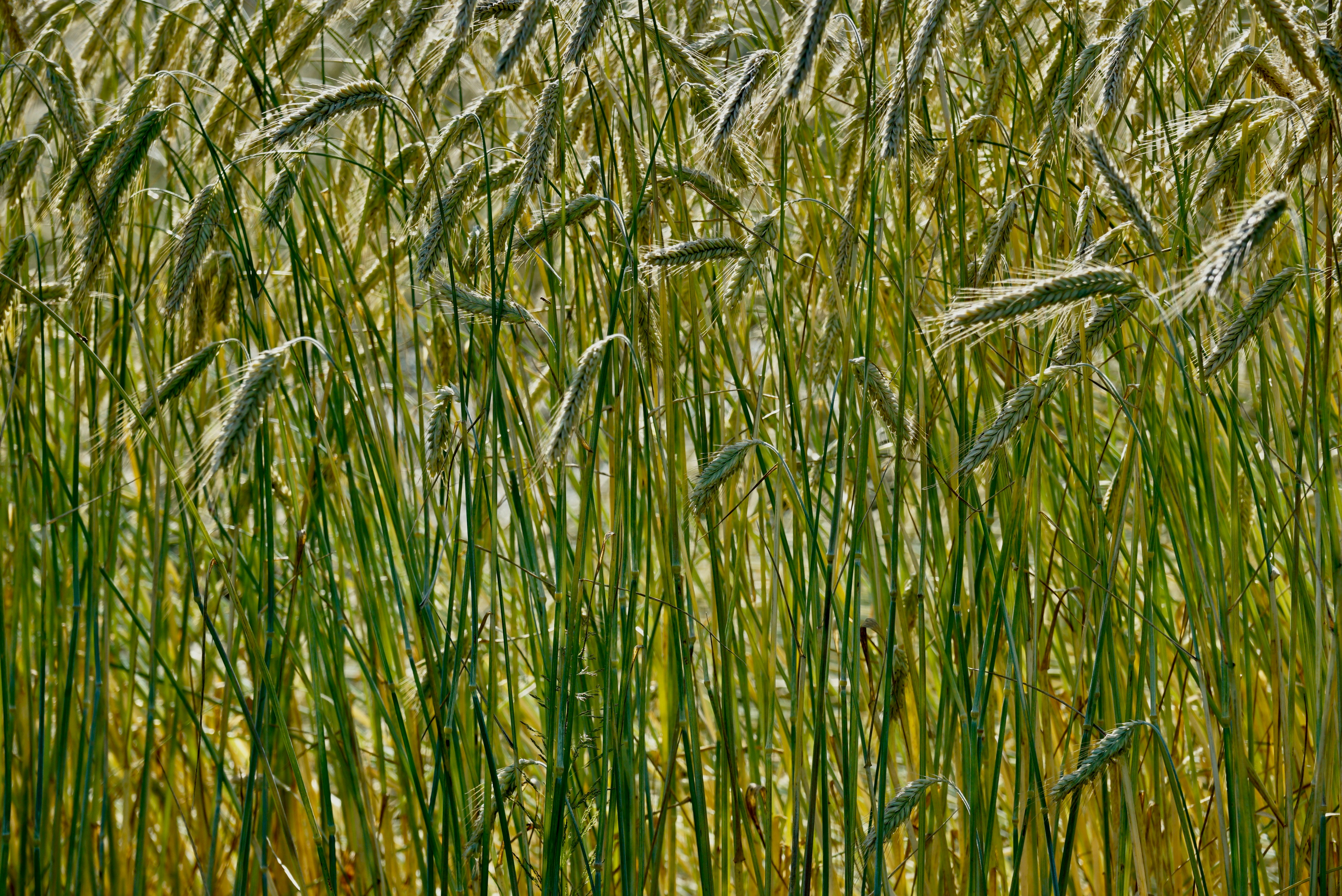 green wheat field during daytime