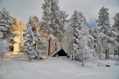 brown wooden house in the middle of snow covered trees