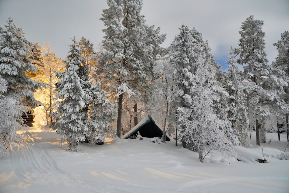 brown wooden house in the middle of snow covered trees