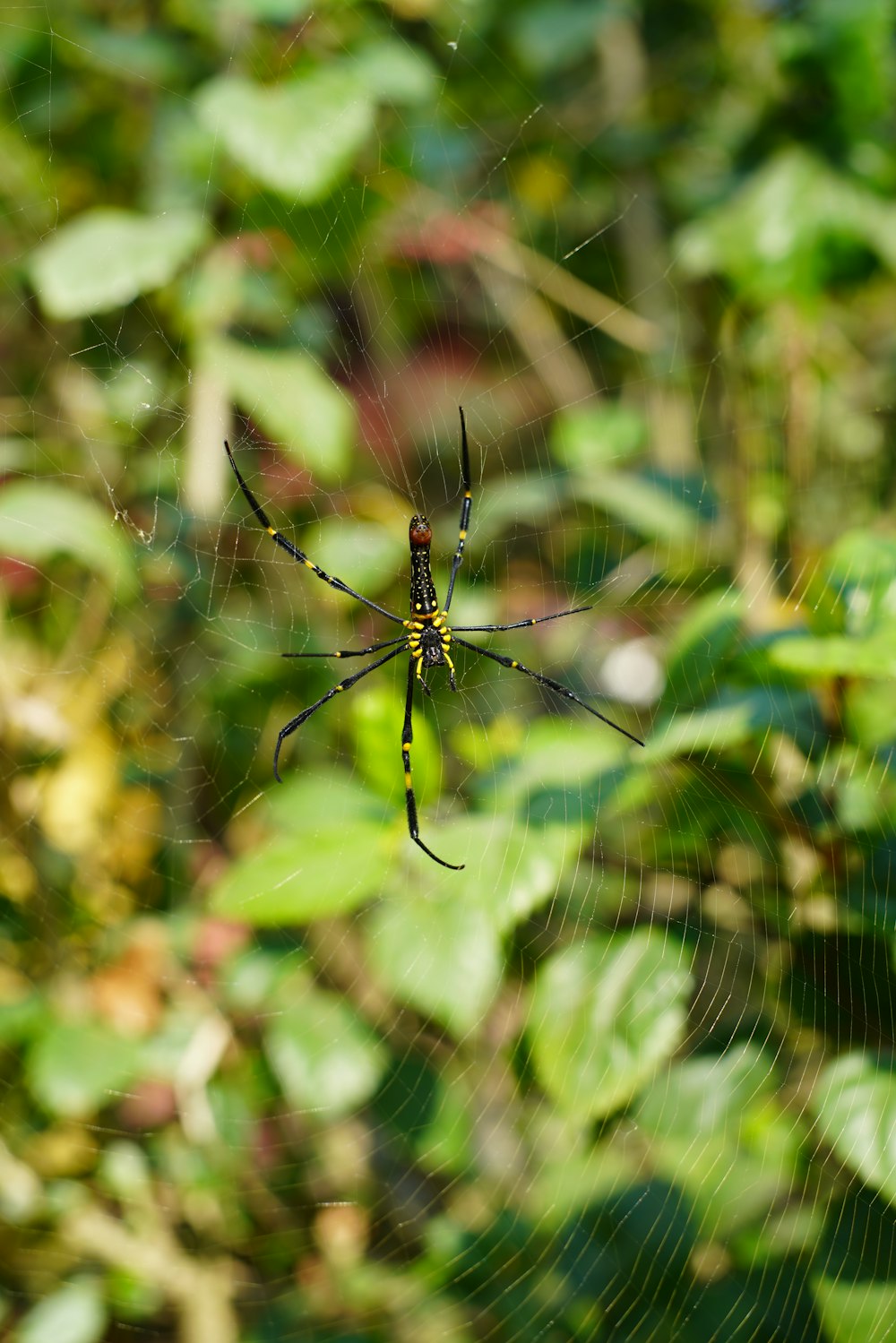 Schwarze und braune Spinne im Netz in Nahaufnahmen während des Tages
