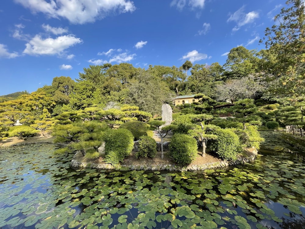 a pond surrounded by lots of water lilies