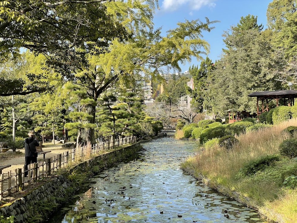 green trees beside river under blue sky during daytime