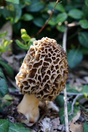 A cluster of wild morel mushrooms nestled among forest leaves, showcasing their unique honeycomb texture.
