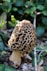 Morels