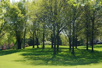 green trees on green grass field during daytime