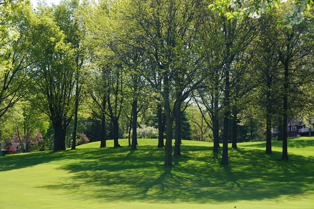árvores verdes no campo de grama verde durante o dia