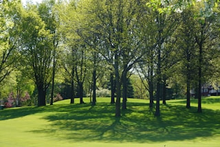 green trees on green grass field during daytime