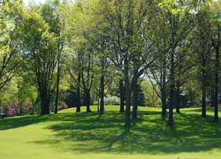 green trees on green grass field during daytime