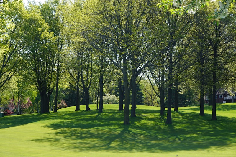 Mature trees on a manicured lawn