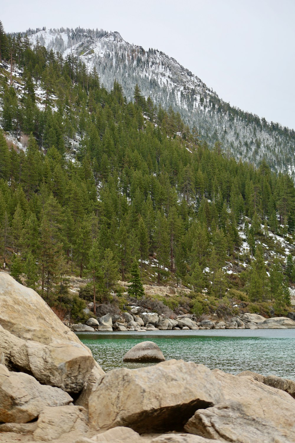 green pine trees near body of water during daytime