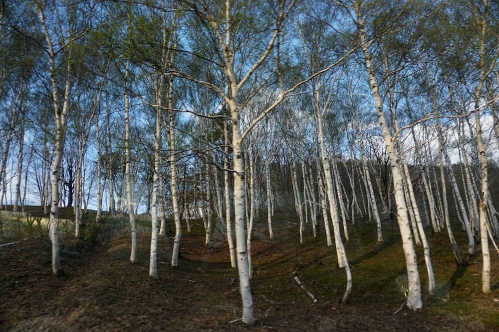 brown trees on brown field during daytime