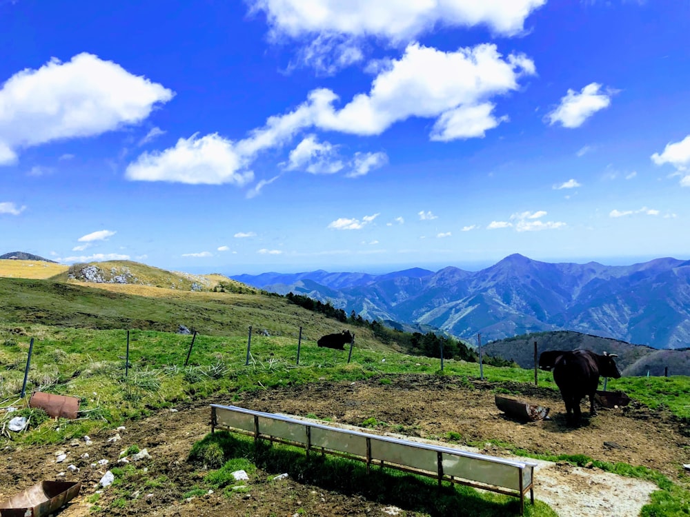 green grass field near mountain under blue sky during daytime