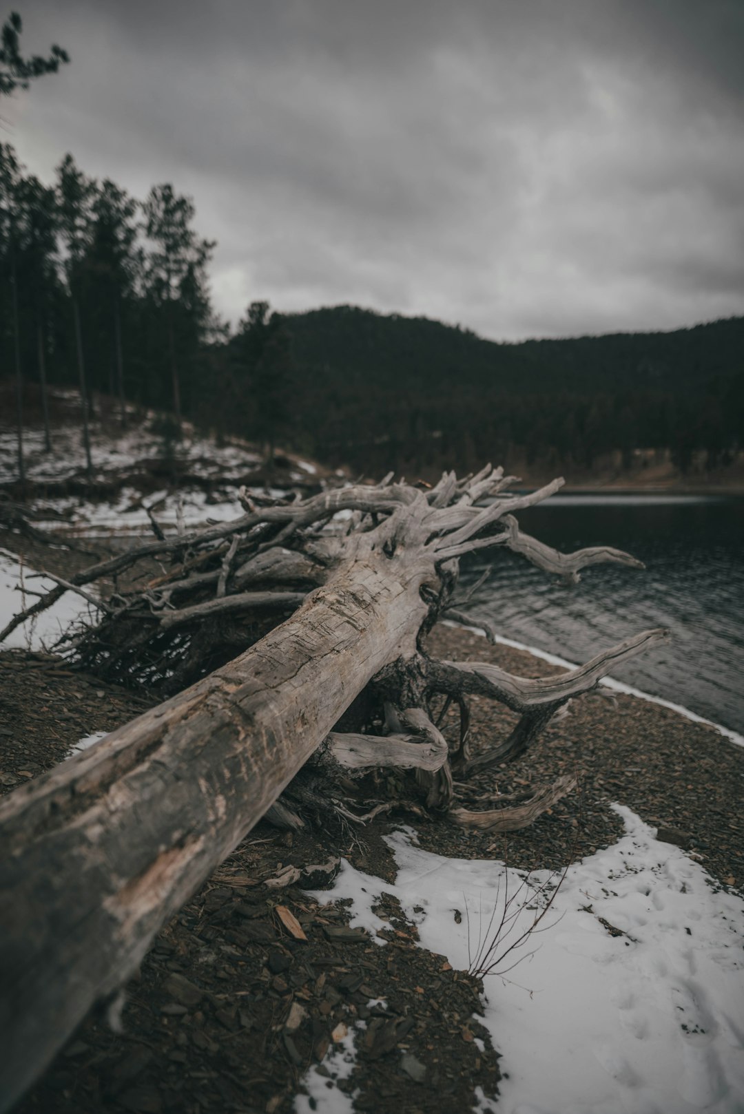 brown tree log on river