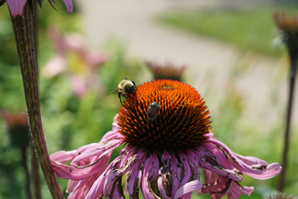 honeybee perched on purple flower in close up photography during daytime