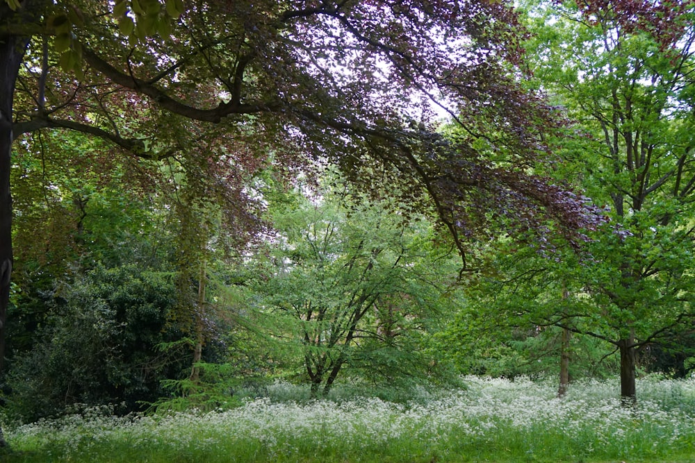 green grass field with trees