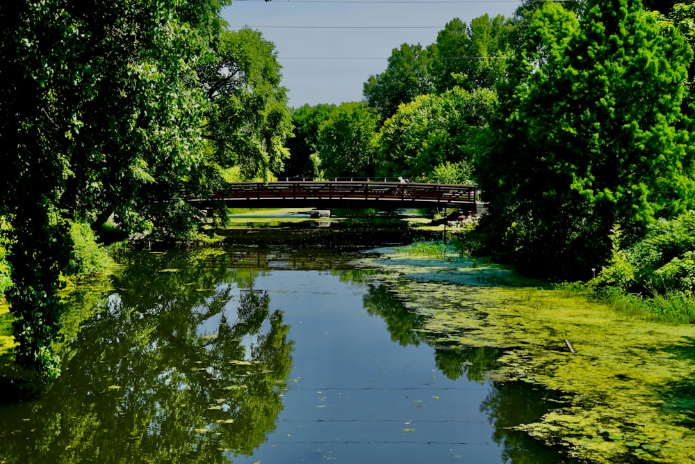 green trees beside river during daytime