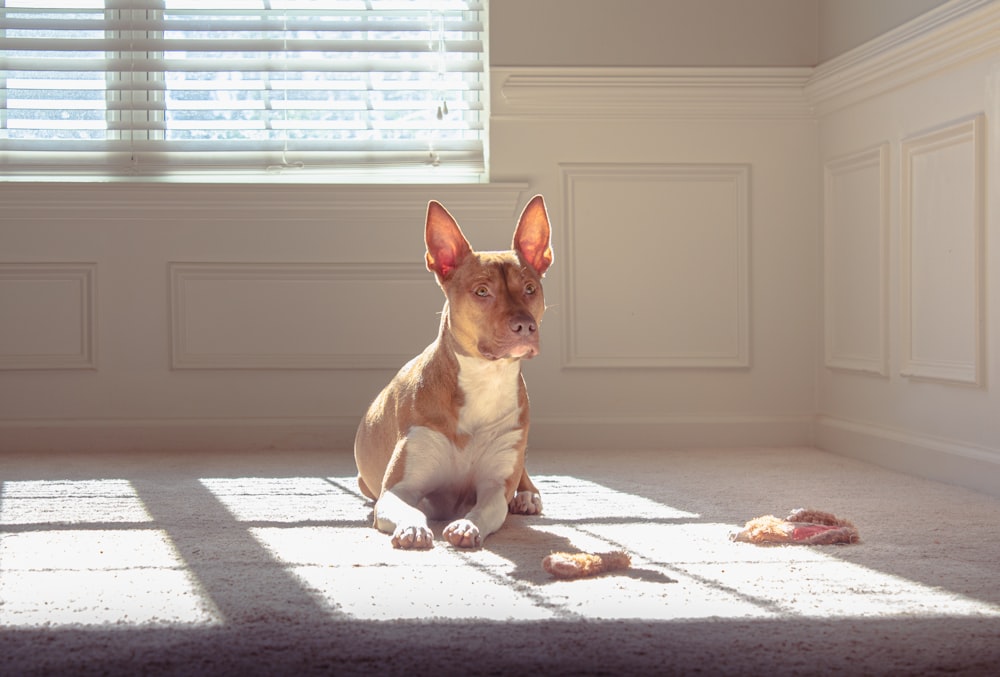 brown and white short coated dog on white window blinds