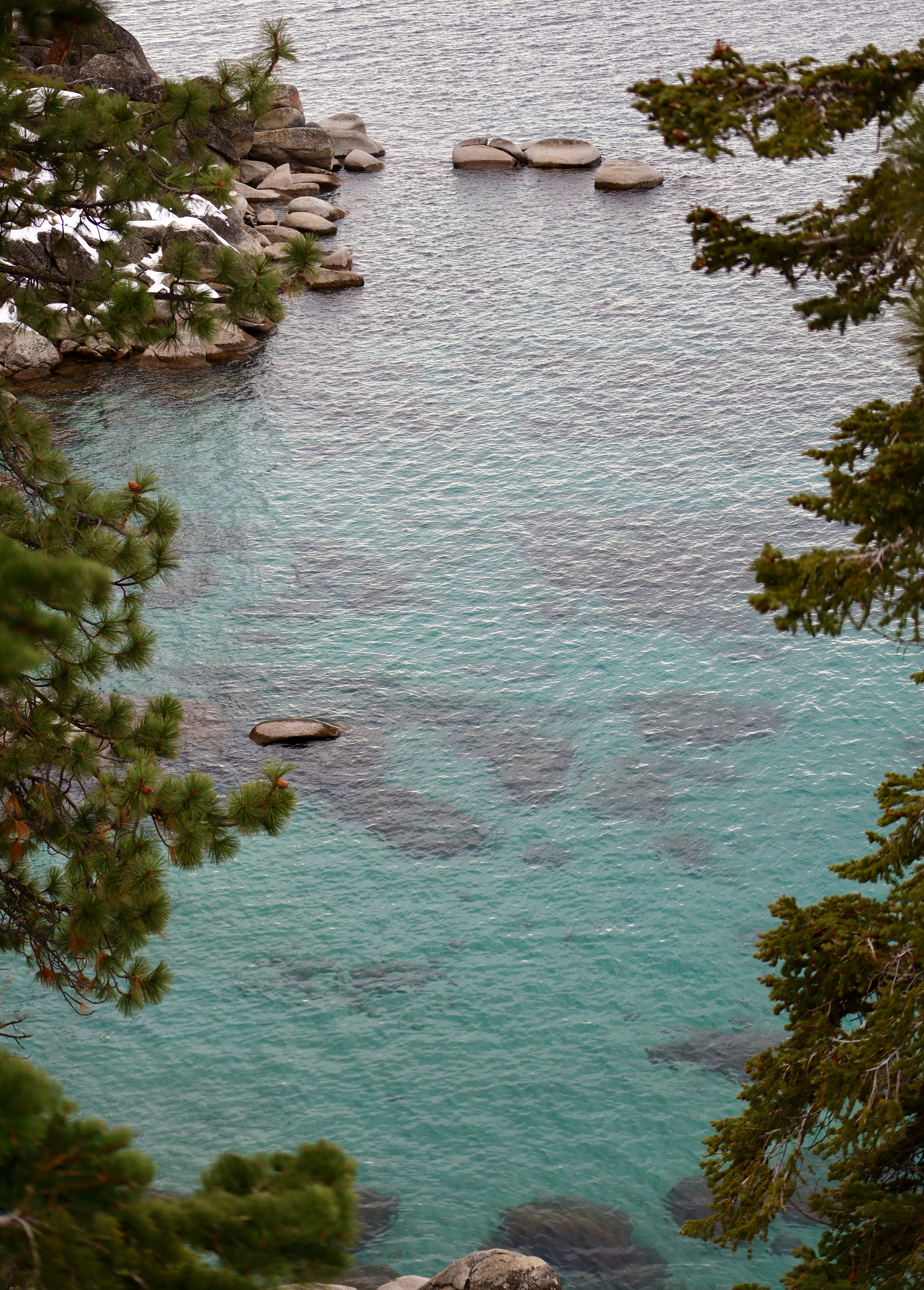 green trees beside body of water during daytime