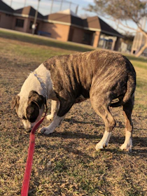 Police dog sniffing around a small urban park during a patrol.