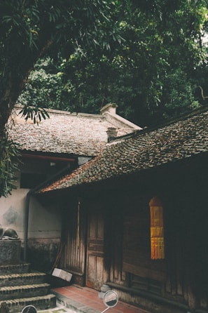 An old wooden caiçara house surrounded by native vegetation, bathed in warm afternoon light
