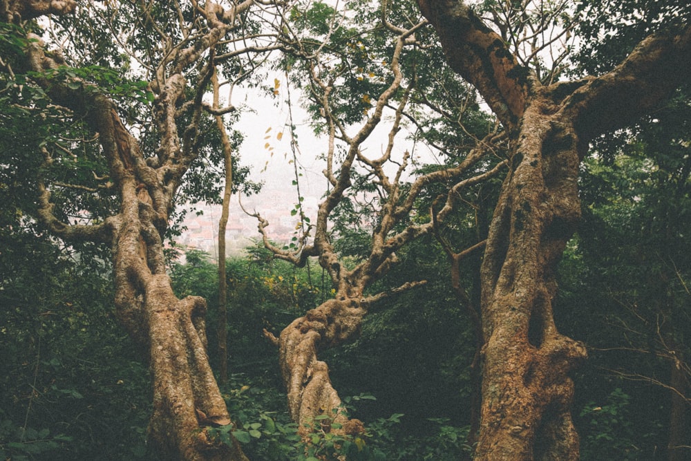 green trees and brown tree trunk