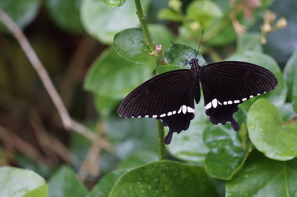 black and white butterfly on green leaf during daytime